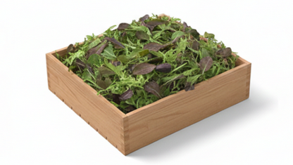 Mixture Of Mixed Lettuce Leaves