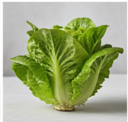 Nancy Butter Lettuce