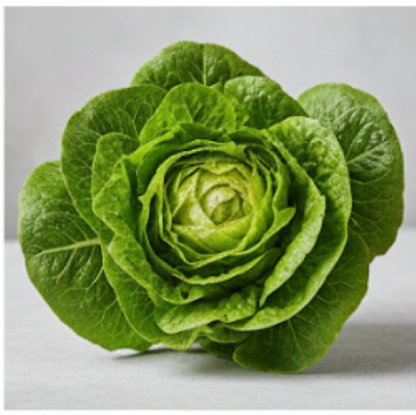 Nancy Butter Lettuce