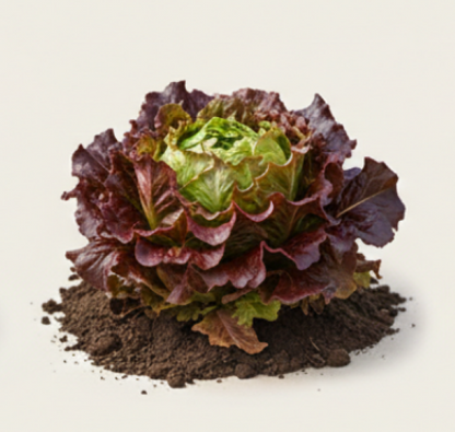New Red Fire Lettuce