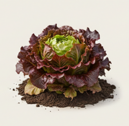 New Red Fire Lettuce