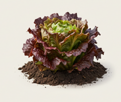 New Red Fire Lettuce
