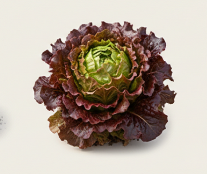 New Red Fire Lettuce
