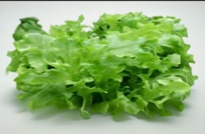 Oak Leaf Lettuce