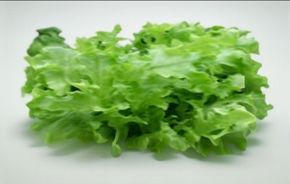 Oak Leaf Lettuce
