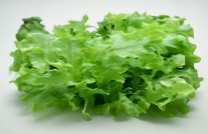 Oak Leaf Lettuce