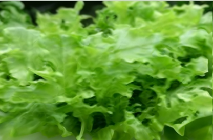 Oak Leaf Lettuce