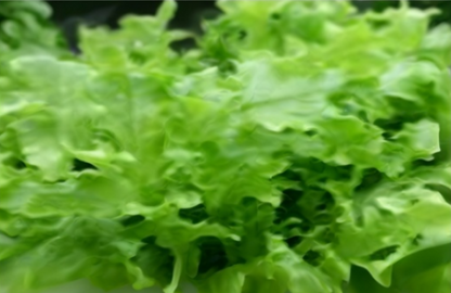 Oak Leaf Lettuce