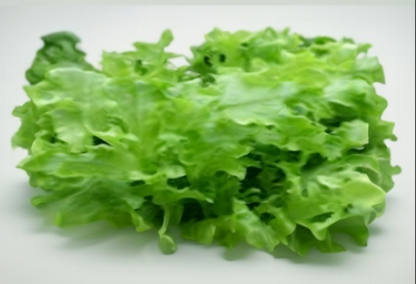 Oak Leaf Lettuce