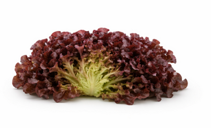Oscar Lettuce