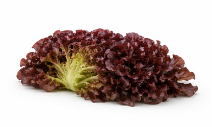 Oscar Lettuce