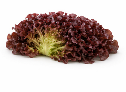 Oscar Lettuce