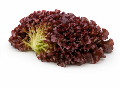 Oscar Lettuce