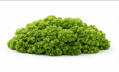 Parsley Mooskrause