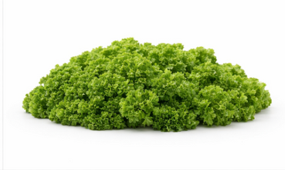 Parsley Mooskrause