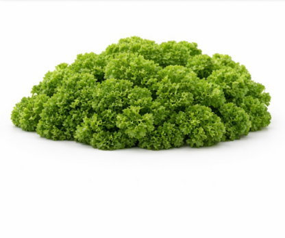 Parsley Mooskrause