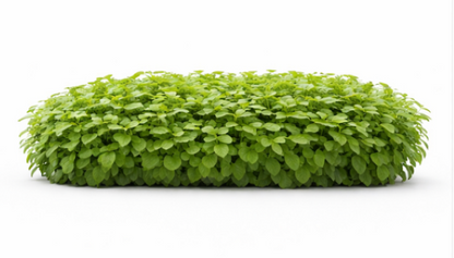 Peppermint