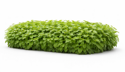 Peppermint