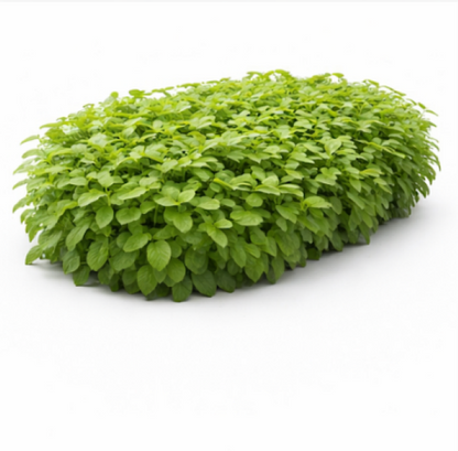 Peppermint