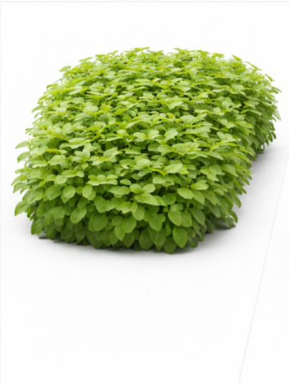 Peppermint