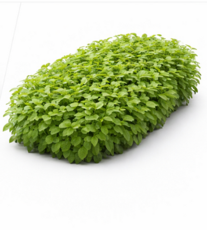 Peppermint