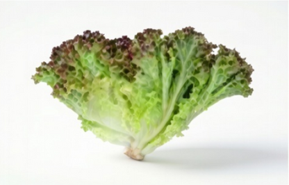 Prizehead Lettuce