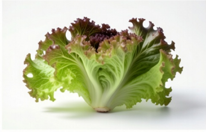 Prizehead Lettuce