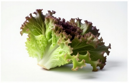 Prizehead Lettuce