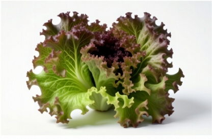 Prizehead Lettuce