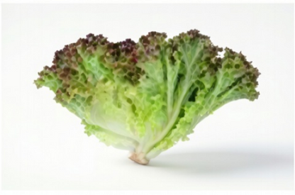 Prizehead Lettuce