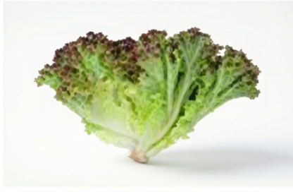 Prizehead Lettuce