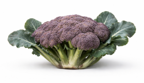 Purple Magic –  Broccoli 
