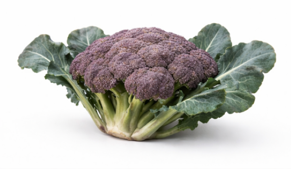 Purple Magic –  Broccoli 