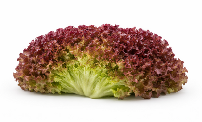 Red Fire Lettuce