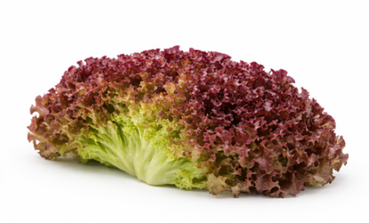 Red Fire Lettuce