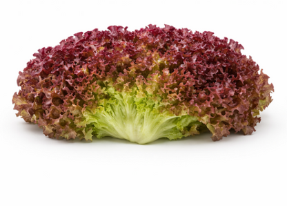Red Fire Lettuce