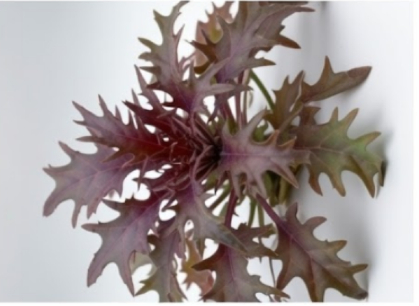 الكرنب الأحمر