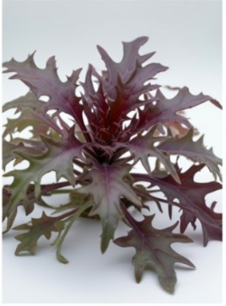 الكرنب الأحمر