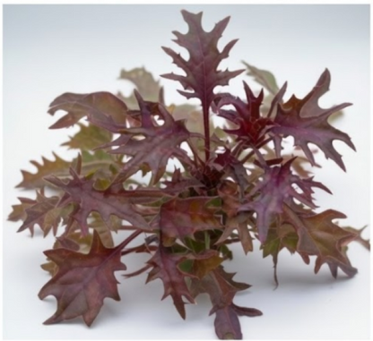 Red Kale