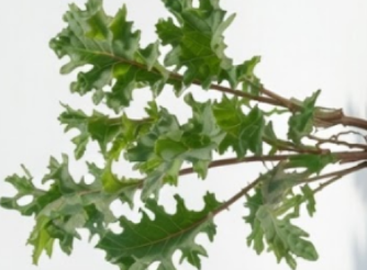 Red Russian Organic Kale