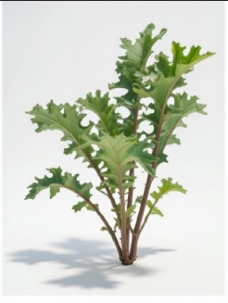 Red Russian Organic Kale