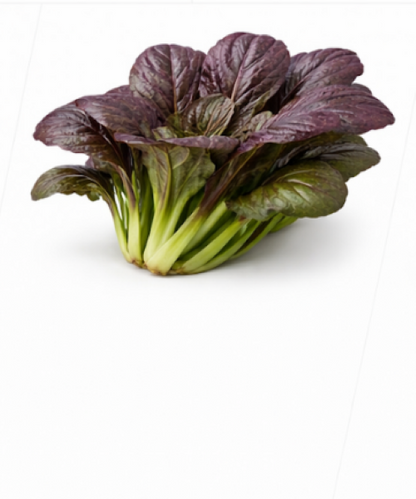 Rosie –  Pak Choy