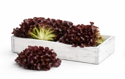 Rouxai Lettuce