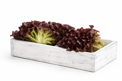 Rouxai Lettuce