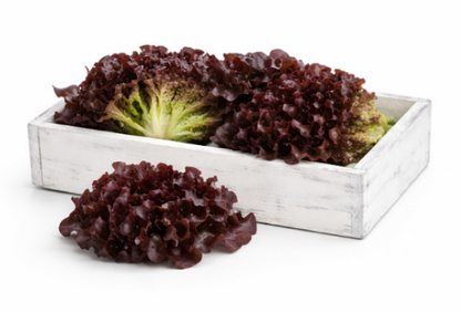 Rouxai Lettuce