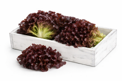 Rouxai Lettuce