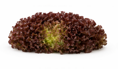 Rubygo Lettuce
