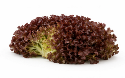 Rubygo Lettuce