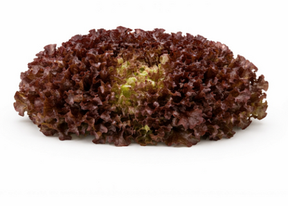 Rubygo Lettuce