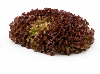 Rubygo Lettuce